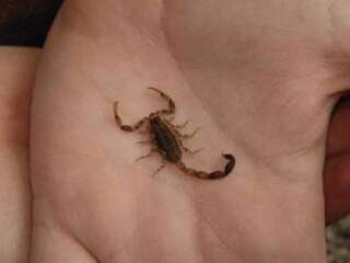 MÉXICO, PAÍS CON MÁS CASOS DE PICADURAS DE ALACRÁN