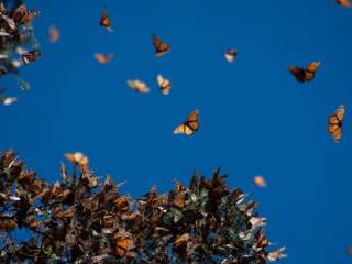 DISMINUYE POBLACIÓN DE MARIPOSAS MONARCAS POR CAMBIO CLIMÁTICO