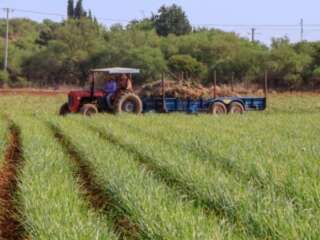 AMPLÍAN PLAZO DE RECEPCIÓN DE SOLICITUDES PARA APOYOS EMERGENTES PARA EL CAMPO