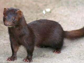 SACRIFICARÁN A 13 MILLONES DE VISONES DE DINAMARCA POR MUTACIÓN DE CORONAVIRUS