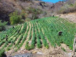 BUSCAN LEGALIZAR LA MARIHUANA EN ZACATECAS