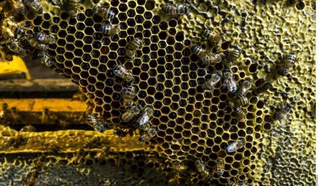APRUEBAN LEY DE PROTECCIÓN DE ABEJAS EN ZACATECAS