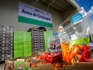 MÉXICO, PRIMER LUGAR EN EXPORTACIÓN DE PIMIENTOS