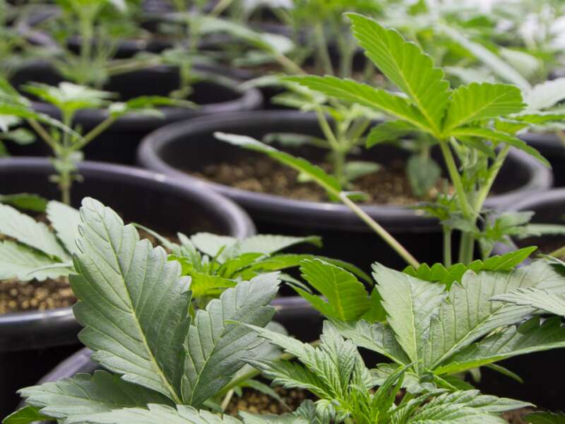 ASEGURAN MÁS DE MIL PLANTAS DE MARIHUANA EN ZACATECAS