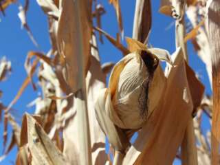 CONFIRMA CORTE PROHIBICIÓN DE MAÍZ TRANSGÉNICO EN MÉXICO