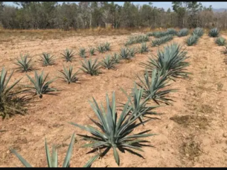LA PLANTA DE LOS MIL USOS