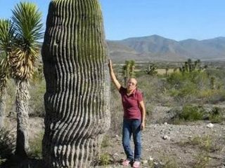 PROHIBEN A MÉXICO COMERCIAR CON ESPECIES VEGETALES