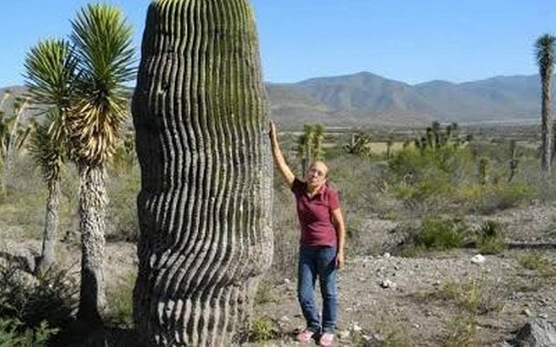 PROHIBEN A MÉXICO COMERCIAR CON ESPECIES VEGETALES