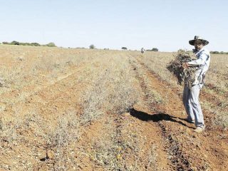 PRESENTA ZACATECAS SEQUÍA EN 90% DEL TERRITORIO