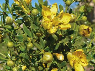 PLANTA MEDICINAL Y VENENOSA DEL SEMIDESIERTO ZACATECANO