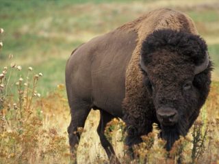 EL GIGANTE EN PELIGRO DE EXTINCIÓN