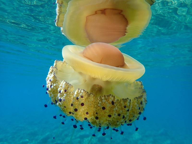 EL ANIMAL SUBMARINO DE 500 MILLONES DE AÑOS