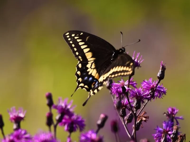 UN PEQUEÑO ALETEO QUE PROVOCA EL HURACÁN