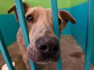 PROPONEN REFORMA CONTRA MALTRATO ANIMAL EN MÉXICO