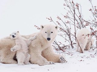 LOS GIGANTES BLANCOS