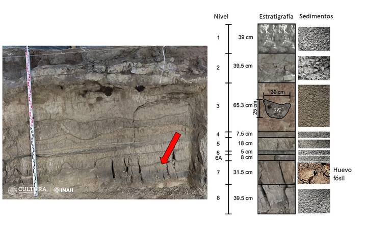ENCUENTRAN FOSIL DE HUEVO DE FLAMENCO EN AEROPUERTO INTERNACIONAL