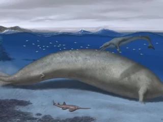 ENCUENTRAN FÓSILES DEL ANIMAL MÁS PESADO DEL MUNDO