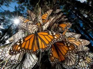 LA MARIPOSA MONARCA; RESERVA EN MÉXICO Y FAMILIA