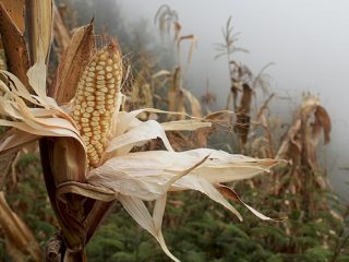 EL GRANO CON EL QUE SE CREÓ AL HOMBRE