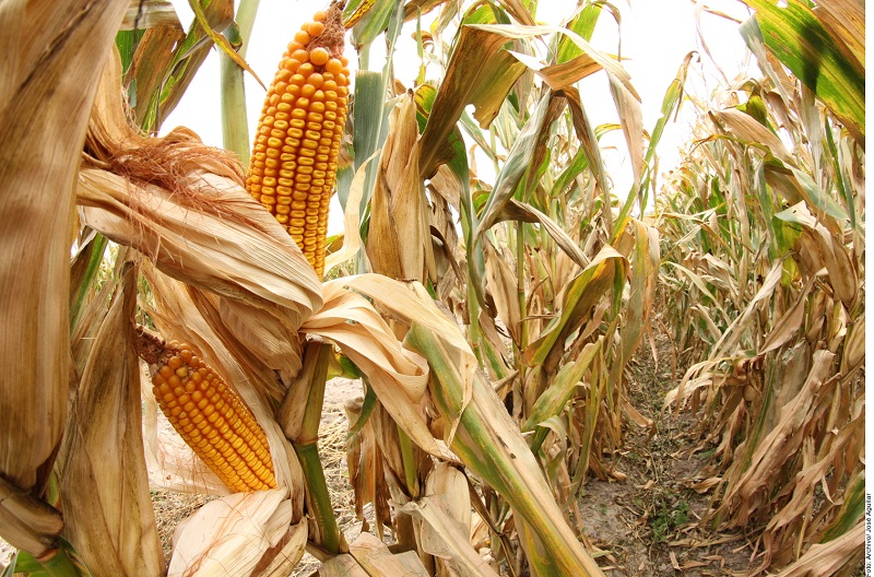 AUMENTARÁ PRECIO DE TORTILLA EN ZACATECAS