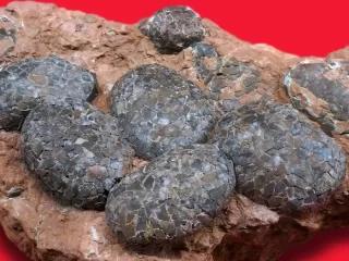 ENCUENTRAN 3 HUEVOS DE DINOSAURIO CRISTALIZADOS EN CHINA