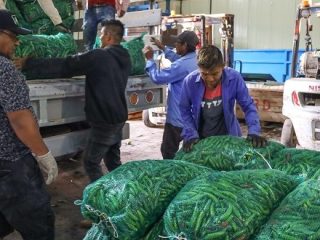 MÉXICO, TERCER LUGAR EN PRODUCCIÓN DE CHILE VERDE