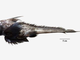DECUBREN UNA NUVA ESPECIE LLAMADA TIBURÓN  FANTASMA