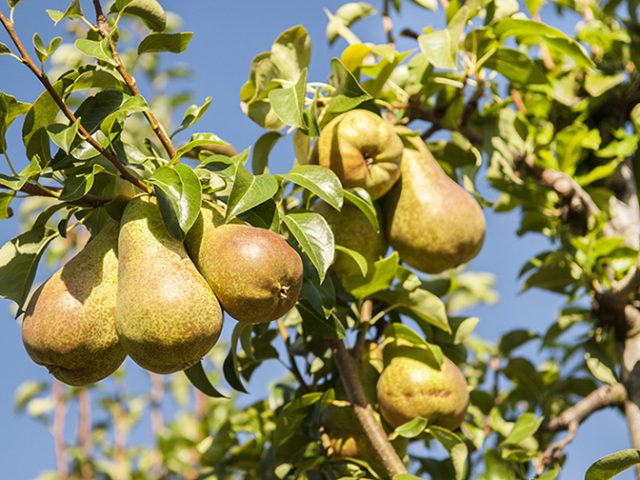 EL FRUTO CON FORMA DE BOMBILLA