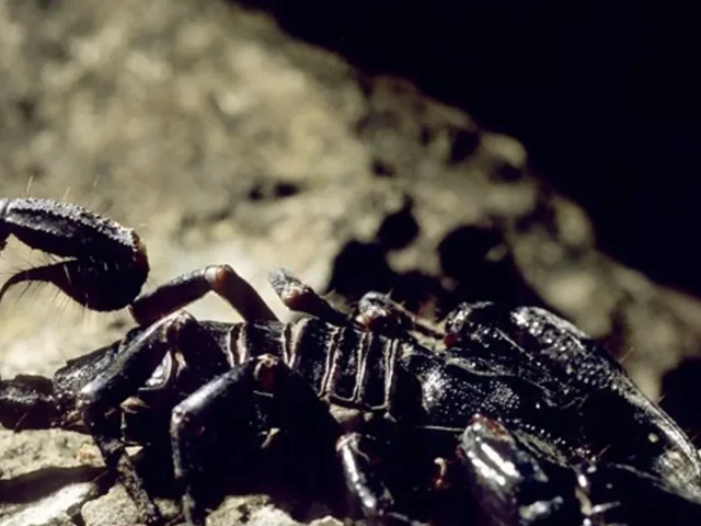 EL SÚBDITO DE LA DIOSA ISIS