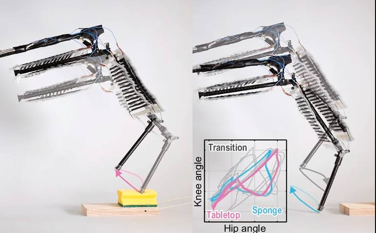 DESARROLLAN EN SUIZA PIERNA ROBÓTICA CON “MÚSCULOS ARTIFICIALES”