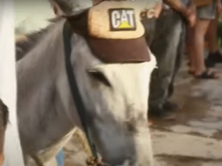 DE BESTIAS DE CARGA A ANIMALES DE CARRERA; LAS CARRERAS DE BURROS EN VILLANUEVA Y JUCHIPILA