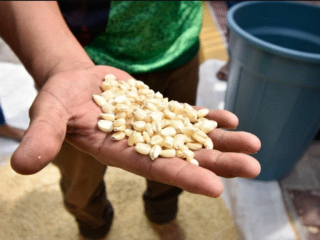 PROHÍBEN EL CULTIVO DEL MAÍZ TRANSGÉNICO EN MÉXICO