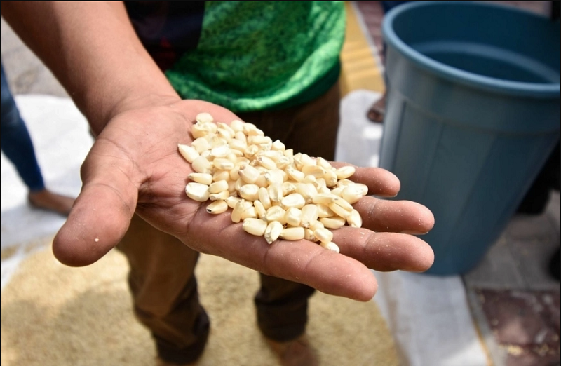 PROHÍBEN EL CULTIVO DEL MAÍZ TRANSGÉNICO EN MÉXICO