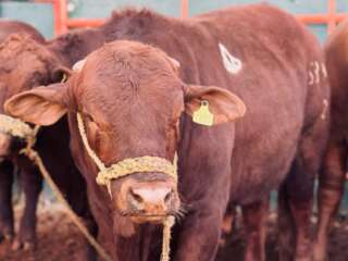 ANUNCIAN APOYOS PARA SECTOR AGROPECUARIO EN ZACATECAS