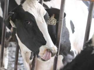 IMPLEMENTA ZACATECAS MEDIDAS PARA DETENER GUSANO BARRENADOR