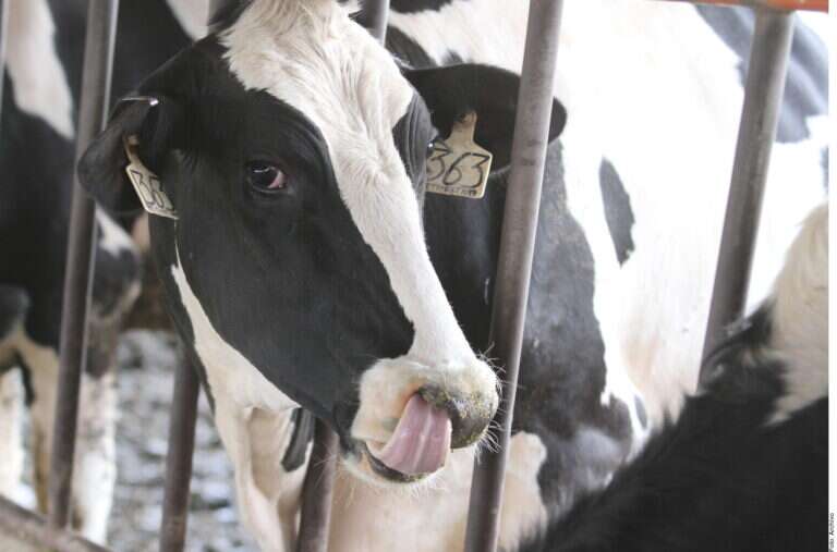 IMPLEMENTA ZACATECAS MEDIDAS PARA DETENER GUSANO BARRENADOR