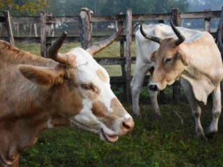 REABRIRÁN MERCADO ESTADOUNIDENSE AL GANADO MEXICANO