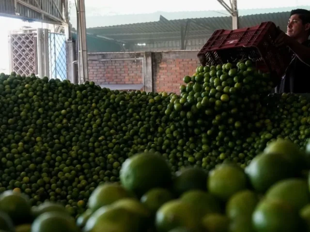 OBTIENEN CÁRTELES GANACIAS DE MÁS DE 3 MIL MDP POR COBRO DE PISO EN MICHOACÁN