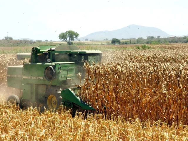 CUADRIPLICA LA IMPORTACIÓN DE MAÍZ BLANCO A MÉXICO